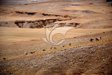 国家二级保护动物藏岩羊