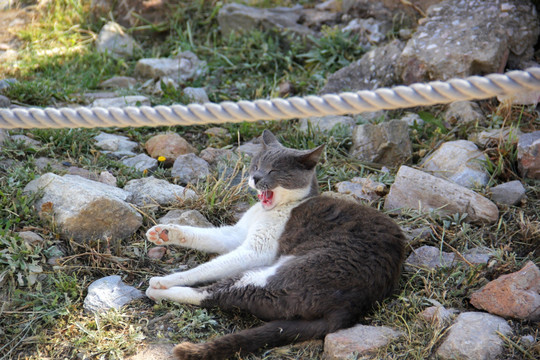 野猫