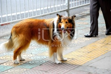 宠物 苏格兰牧羊犬