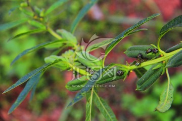 芝麻植株