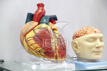 心脏模型 颅脑模型