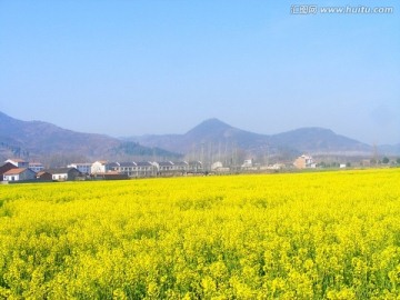 开满油菜花的农田