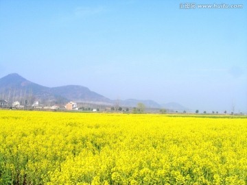 开满油菜花的农田