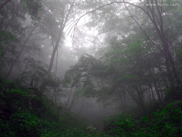 雾里山林