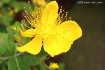 摄影-植物花草