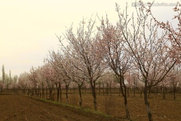 春天的杏花园