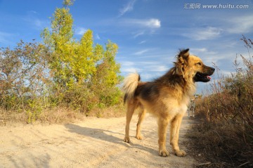 中华田园犬