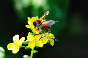 油菜花（高清）