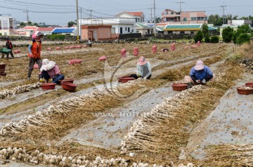 田间劳动 大蒜丰收