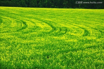 油菜田 油菜花