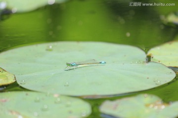 荷叶蜻蜓