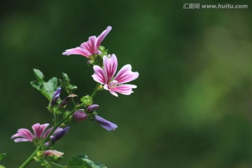 盛开的花朵