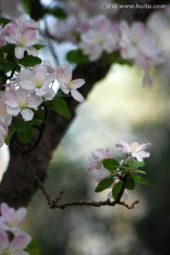 海棠花 花卉 海棠花开