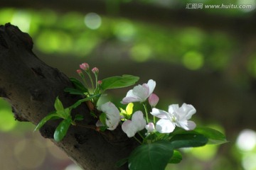 海棠花 花卉 海棠花开