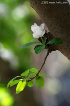 海棠花 花卉 海棠花开