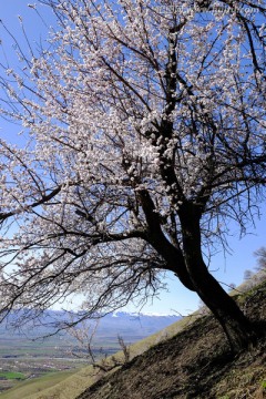 野杏树