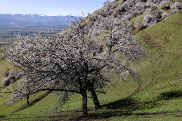 野生杏树