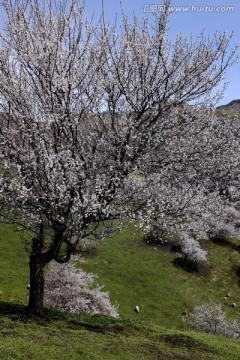 野生杏树