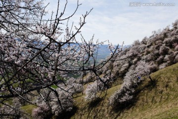 野生杏树