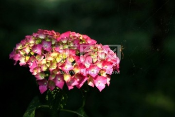 花朵蜘蛛网