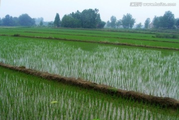 水稻田