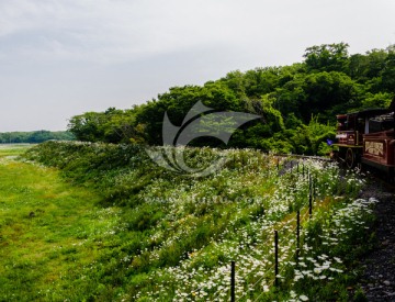 济州岛原生态公园