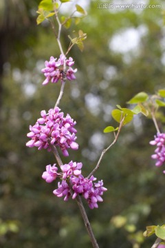 迎春花 花卉 花草 户外 公园