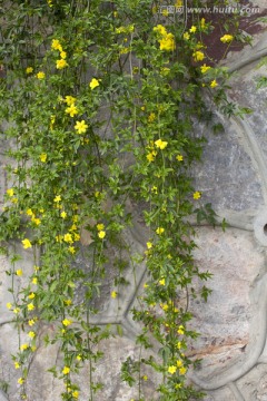 迎春花 花卉 花草 户外 公园