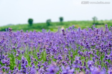 薰衣草花田