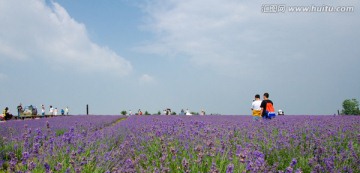 薰衣草花田