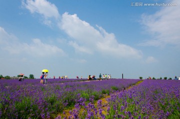 薰衣草花田