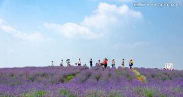 薰衣草花田