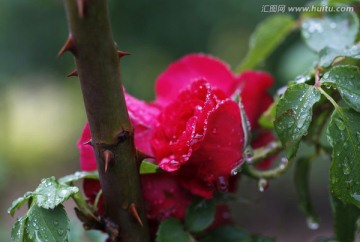 刺玫菊