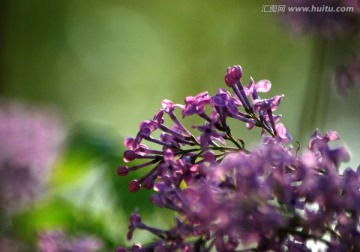 丁香 紫丁香 丁香花 花卉