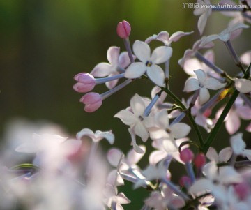 丁香 紫丁香 丁香花 花卉