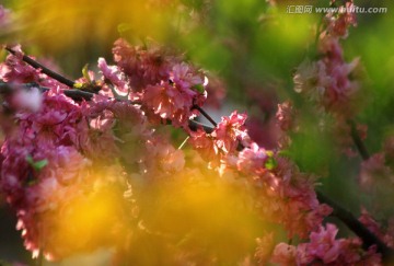 桃花 梦幻桃花 花卉 花朵