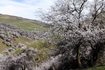 山野