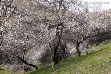 野杏林