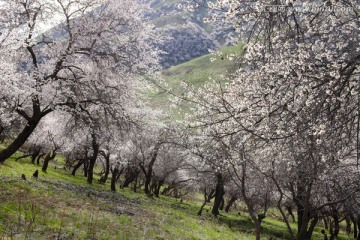 山花烂漫