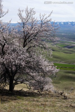 山花烂漫