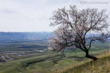 野杏树