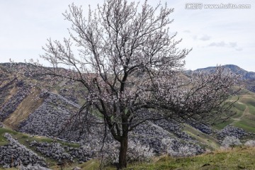 野杏树