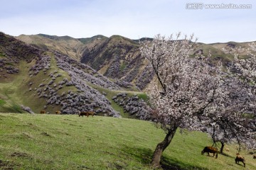 野生杏树