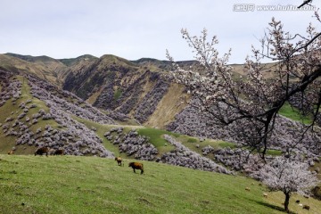 山野