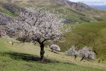 山花烂漫