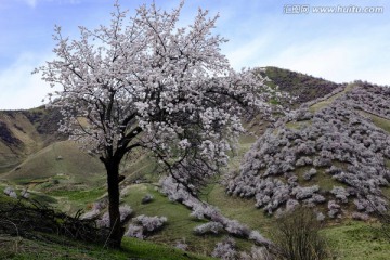 山花烂漫