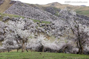 山花烂漫