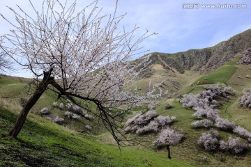 野生杏树