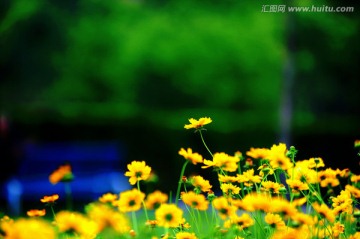 金鸡菊 春烂漫（高清）