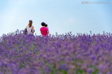 薰衣草花田